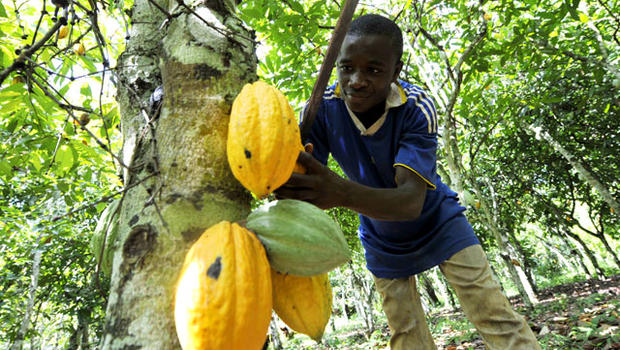 Enquête terrain | Etude de base sur le revenu de subsistance des producteurs de cacao en Côte d’Ivoire